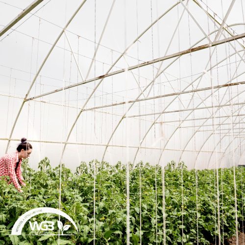 12m x 0,15mm x 60m 8x hajtott 1 éves UV stabil sátorfólia 