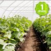 Sátorfólia 16m x 0,15mm 1 éves  UV stabil sátorfólia (Kimért)