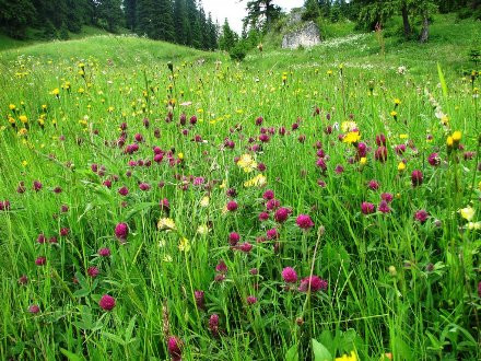 Méhlegelő fűmagkeverék - Syngenta - kimért