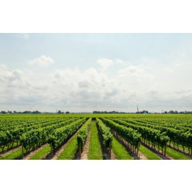   Zöld takaró 2. fűmagkeverék (sorközökbe) Syngenta - kimért