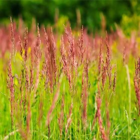   Zöld takaró 2. fűmagkeverék (sorközökbe) Syngenta - kimért