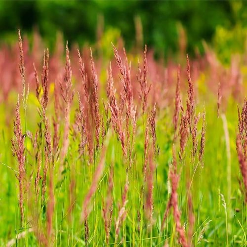 Zöld takaró 2. fűmagkeverék (sorközökbe) Syngenta - kimért