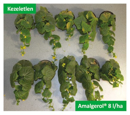 Amalgerol 0,2l talaj- és növénykondícionáló