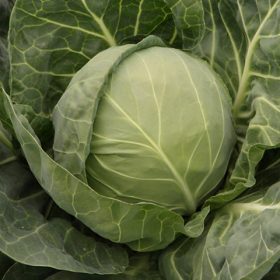 Fejeskáposzta Bolikor 2500 szem SG