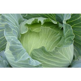 Fejeskáposzta Green Lunar F1 2500 szem Orosco