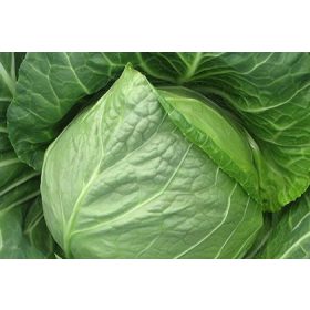 Fejeskáposzta Green Presto 2500 szem Orosco