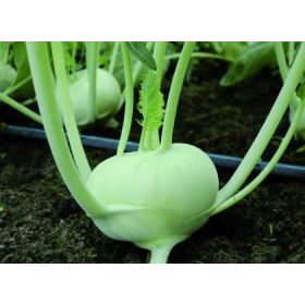 Karalábé Timpano 2500 szem Orosco