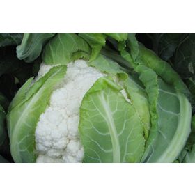 Karfiol Ubac 1000 szem Orosco