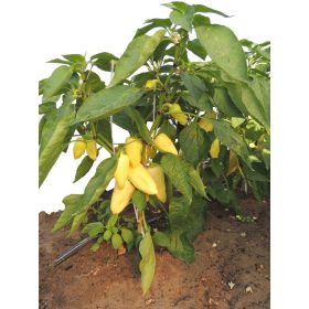 Paprika Antal F1 250 szem Duna-R