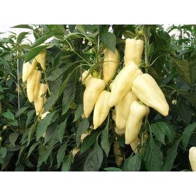 Paprika Carma 500 szem ZKI