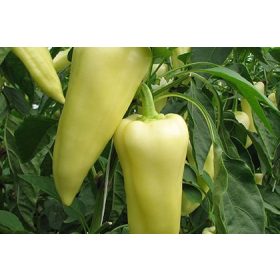 Paprika Cindel 500 szem Orosco