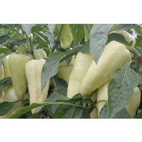 Paprika Claudius F1 Édes Fehér 500 szem Orosco