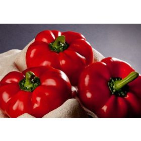 Paprika Darius F1 500 szem Orosco