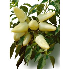 Paprika Emese F1 1000 szem Duna-R