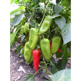 Paprika Kápia Mágus 1000 szem ZKI