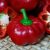 Paprika Édes Pritavit 1000 szem RS