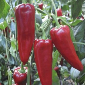 Paprika Porteca 1000 szem RZ