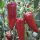 Paprika Porteca 1000 szem RZ