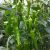 Paprika Rush 100 szem RZ