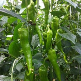 Paprika Rush 1000 szem RZ
