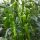 Paprika Rush 1000 szem RZ