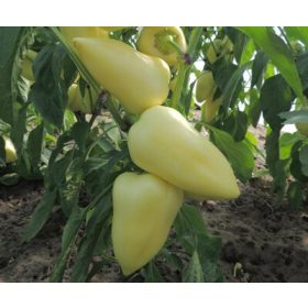 Paprika Sobri 250 szem Duna-R