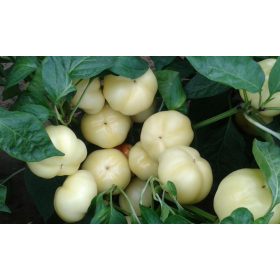 Paprika Zsófia F1 Alma Csípős 1000 szem Duna-R