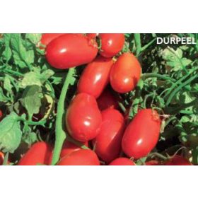 Paradicsom Durpeel 1000 szem Orosco