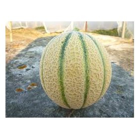 Sárgadinnye Celestial F1 1000 szem Nunhems