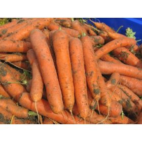 Sárgarépa Napa 25 000 szem Bejo