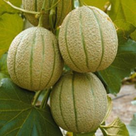 Sárgadinnye Centro F1 DRT7622 100 szem RS