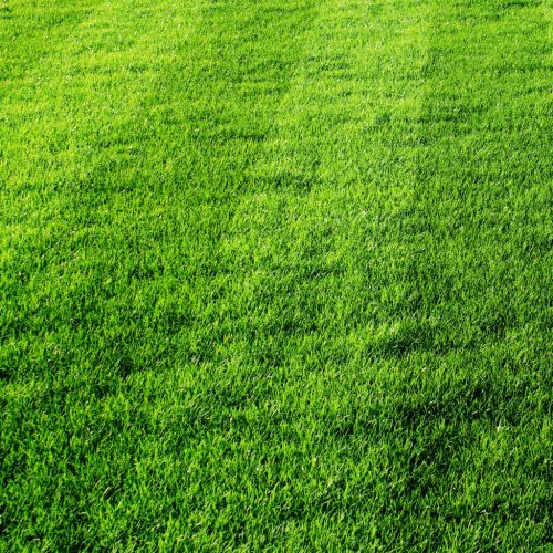 Genezis speciális gyepműtrágya 5 kg