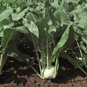 Karalábé Volturno 2500 szem RZ