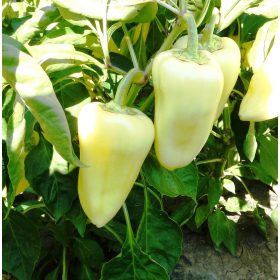 Paprika Etele 250 szem Duna-R