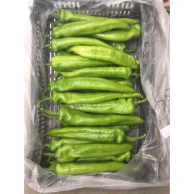 Paprika Storm 37-69 100 szem RZ