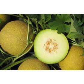 Sárgadinnye Dalalh 500 szem Orosco