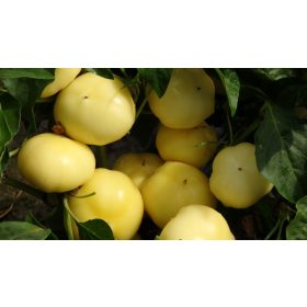 Paprika Eszter F1 250 szem Duna-R