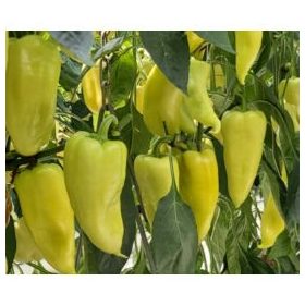 Paprika Campona 250 szem Duna-R