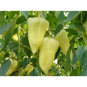 Paprika Skytia F1 100 szem Veritas