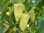 Paprika Skytia F1 100 szem Veritas