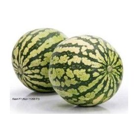 Görögdinnye Kaori F1 1000 szem Nunhems