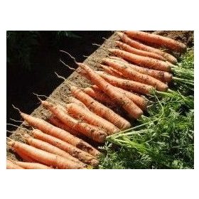 Sárgarépa Cadance F1 100 000 szem Nunhems