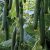 Uborka Pradera 100 szem RZ