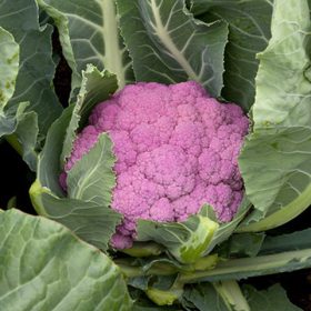 Karfiol Depurple F1 2500 szem SG
