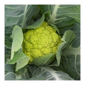 Karfiol Greenstorm F1 2500 szem SG