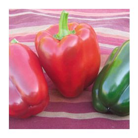 Paprika Balta F1 500 szem SG