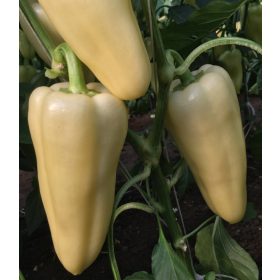 Paprika Rezigo 100 szem Capsico