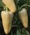 Paprika Rezigo 100 szem Capsico