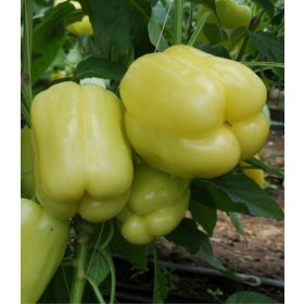 Paprika Silverado 100 szem Capsico
