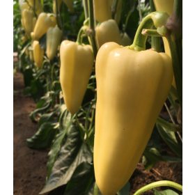 Paprika Trinity 100 szem Capsico